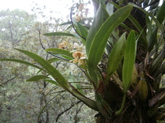 Prosthechea radiata