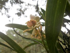Prosthechea radiata