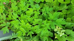 Lamprocapnos spectabilis