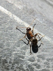 Lasius emarginatus