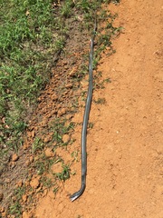 Coluber constrictor latrunculus