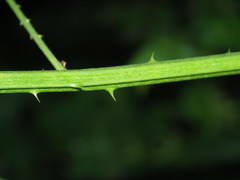 Rubus constrictus