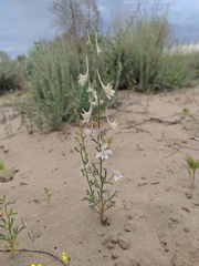 Delphinium camptocarpum