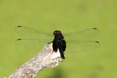 Erythemis attala