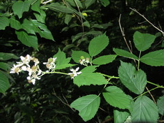 Rubus constrictus