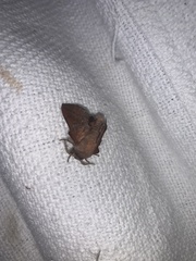 Phyllodesma americana