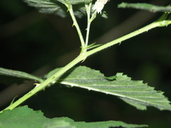 Rubus constrictus