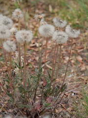 Asteraceae