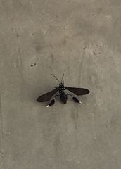 Horama plumipes