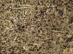 Formica obscuripes