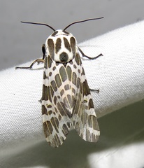 Hypercompe magdalenae