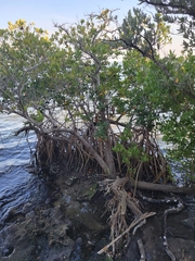 Rhizophora mangle
