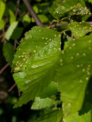 Eriophyes leionotus