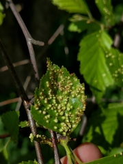 Eriophyes leionotus