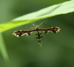 Geina tenuidactylus