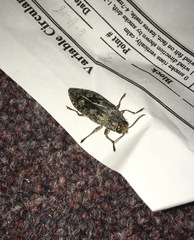 Texania campestris