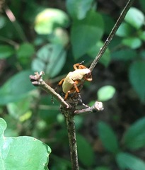 Macrodactylus subspinosus