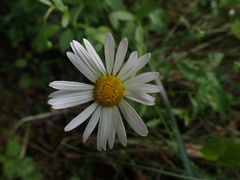Astranthium integrifolium