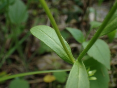 Astranthium integrifolium