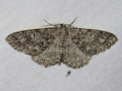 Melanolophia centralis