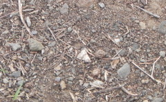 Hellula