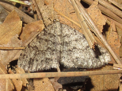 Melanolophia centralis