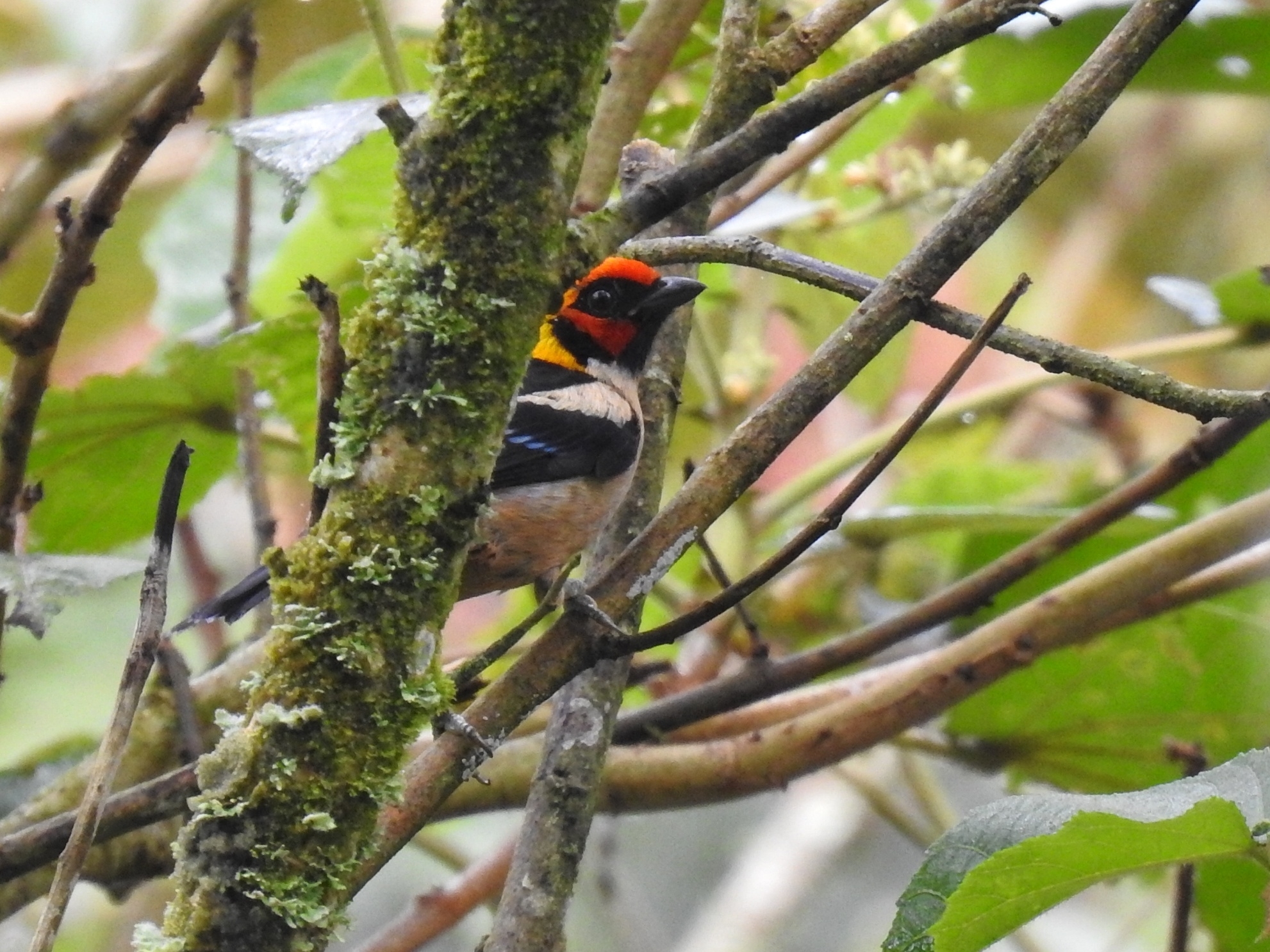 Flame-faced Tanager illustration