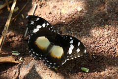 Aterica galene