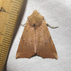 Perigonica angulata