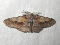 Stenoporpia macdunnoughi