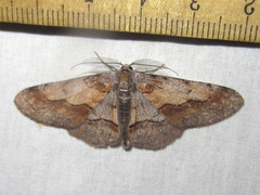 Stenoporpia macdunnoughi