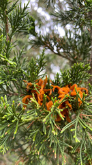 Gymnosporangium clavariiforme