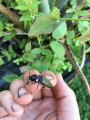 Ignelater havaniensis