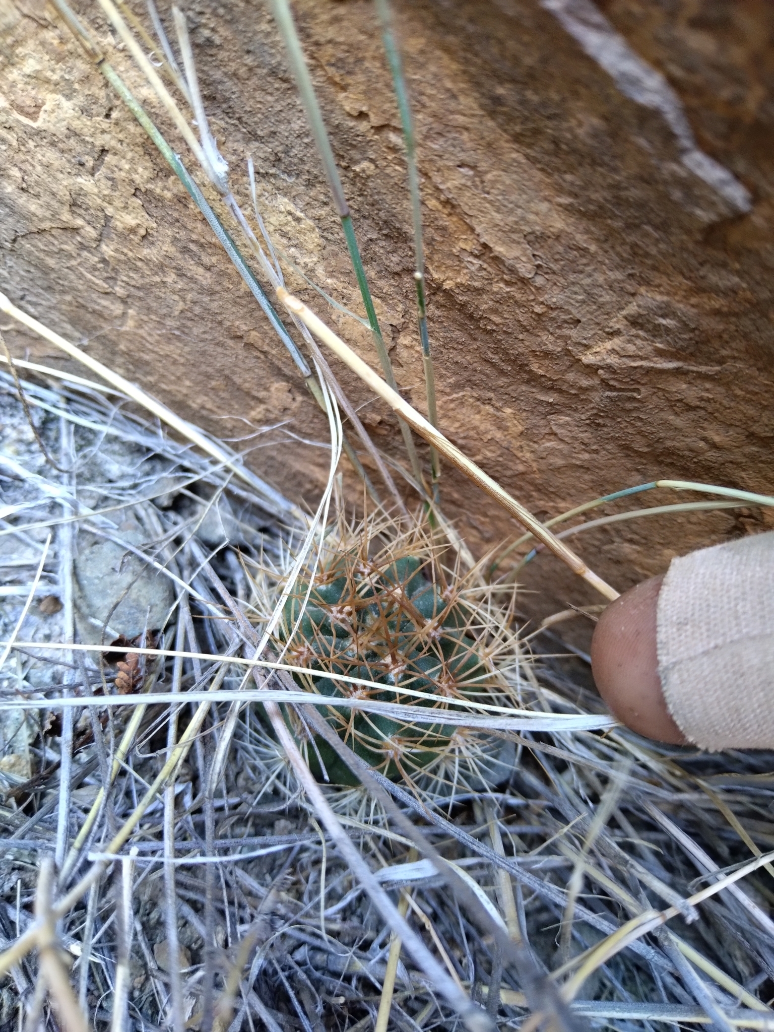Eriosyce strausiana ssp. pachacoensis