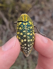 Julodis variolaris