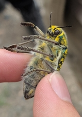 Julodis variolaris