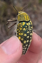 Julodis variolaris