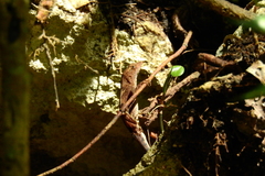 Anolis tropidonotus
