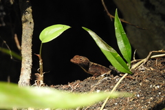 Anolis tropidonotus