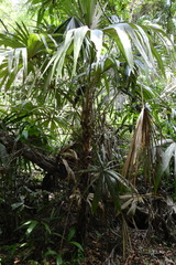 Cryosophila stauracantha