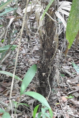 Cryosophila stauracantha