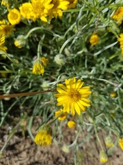 Erigeron linearis