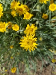 Erigeron linearis