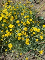 Erigeron linearis