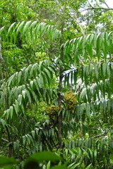 Desmoncus orthacanthos