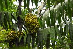 Desmoncus orthacanthos