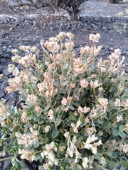 Cistanthe densiflora