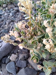 Cistanthe densiflora