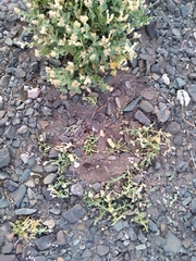 Cistanthe densiflora