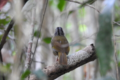 Arremonops chloronotus